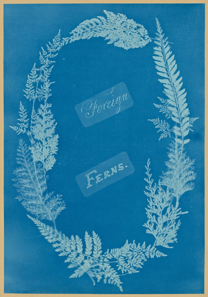 Ulkomaiset saniaiset tekijältä Anna Atkins