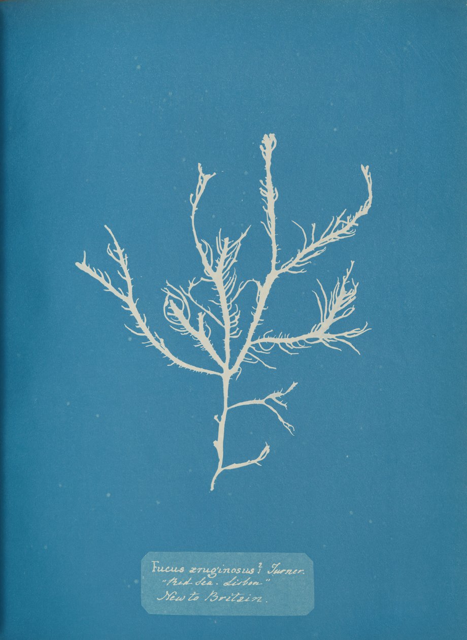 Fucus aeruginosus Turner. Kanssa. Sea Lissabon Uusi Britannialle., noin. 1853. tekijältä Anna Atkins