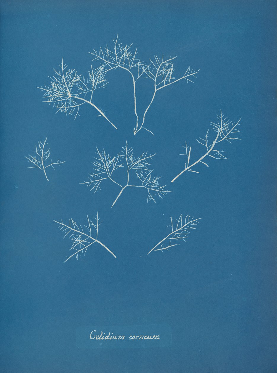 Gelada corneal, ca. 1853. finès tekijältä Anna Atkins