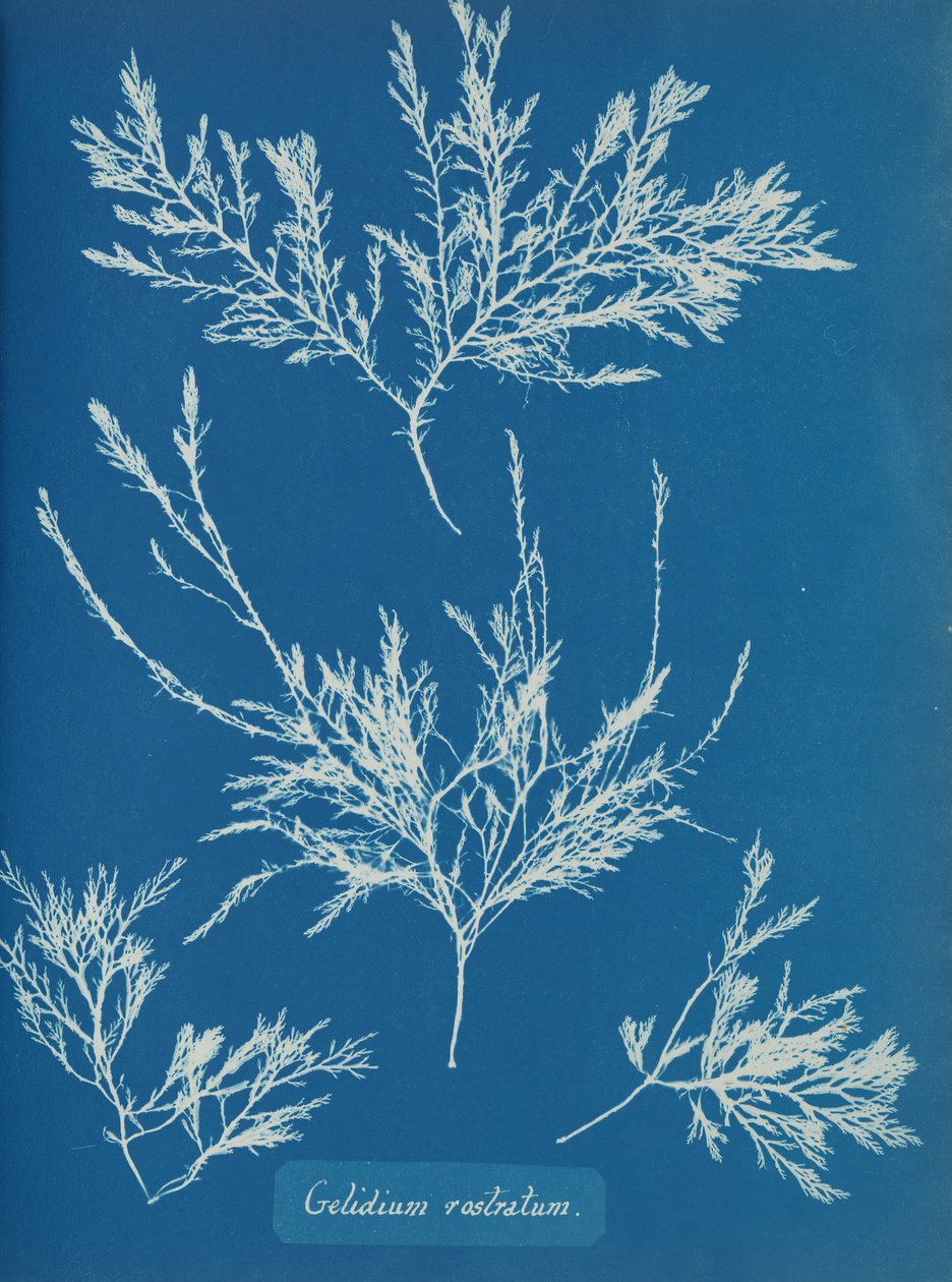 Gelidium rostratum, n. 1853 tekijältä Anna Atkins