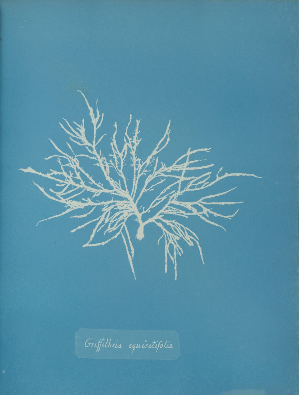 Griffithsia equisetifolia, n. 1853. tekijältä Anna Atkins