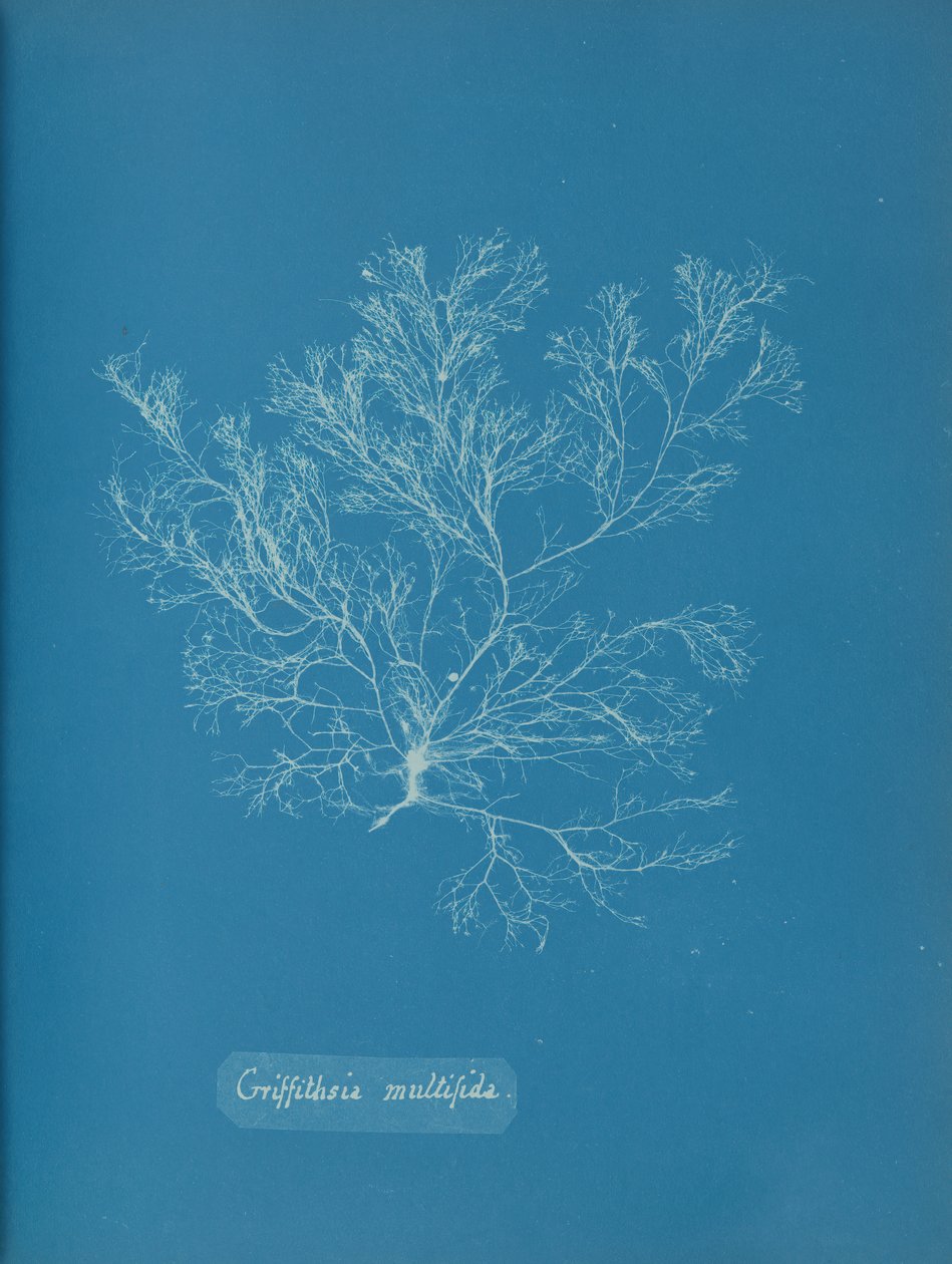 Griffithsia multifida, n. 1853. tekijältä Anna Atkins