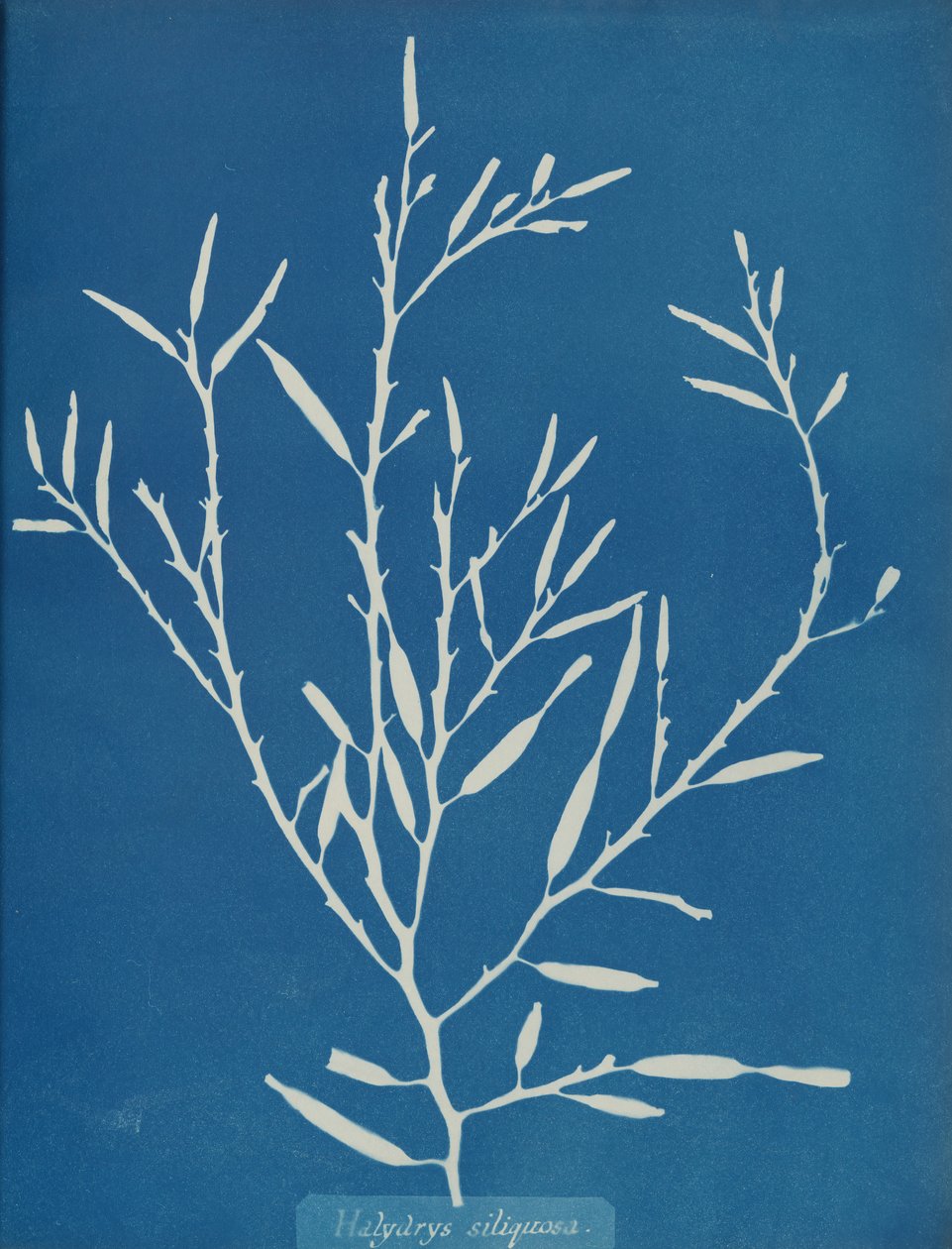 Halydrys siliquosa, n. 1853 tekijältä Anna Atkins