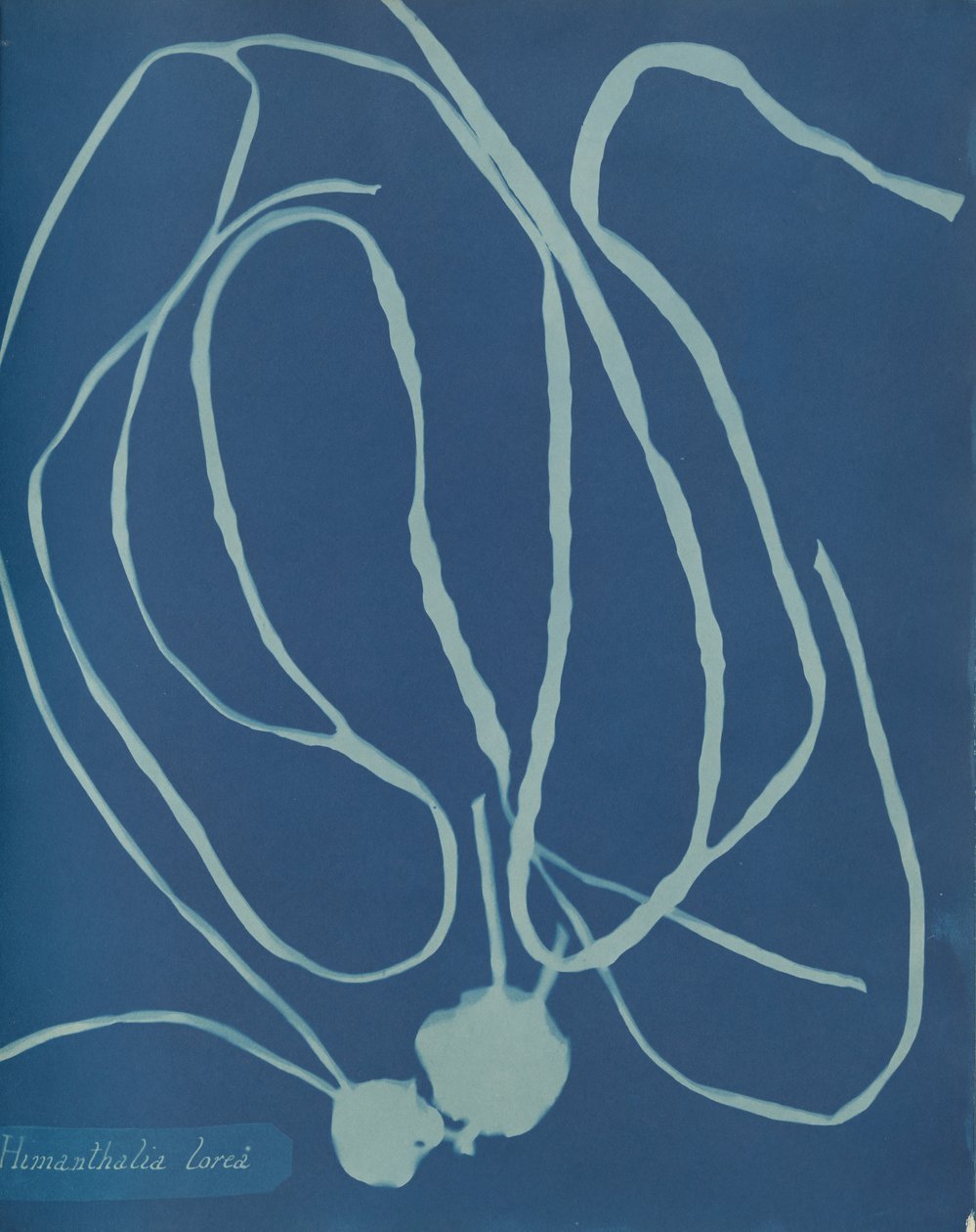 Himantalian kukka, n. 1853 tekijältä Anna Atkins