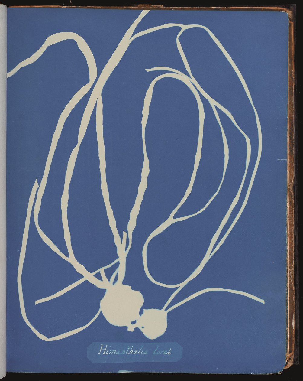 Himanthalia lorea julkaisusta Photographs of British Algæ (syanotyyppi) tekijältä Anna Atkins
