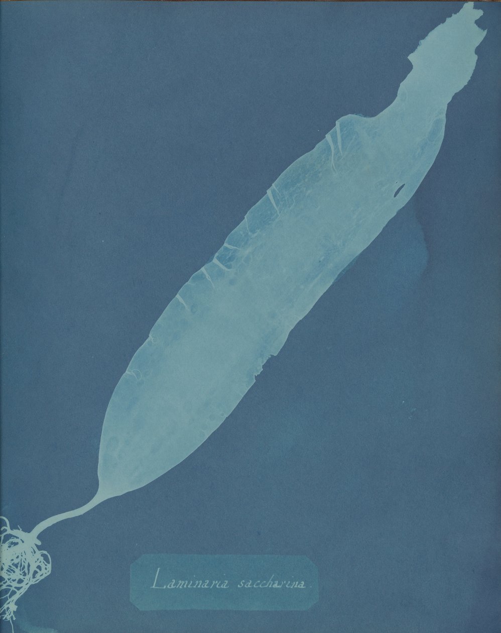 Laminaria saccharina, n. 1853. tekijältä Anna Atkins