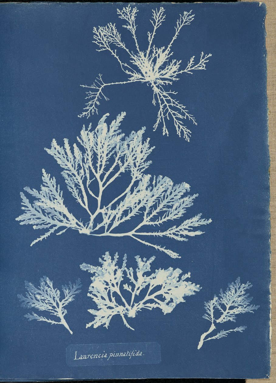 Laurencia pinnatifida. tekijältä Anna Atkins