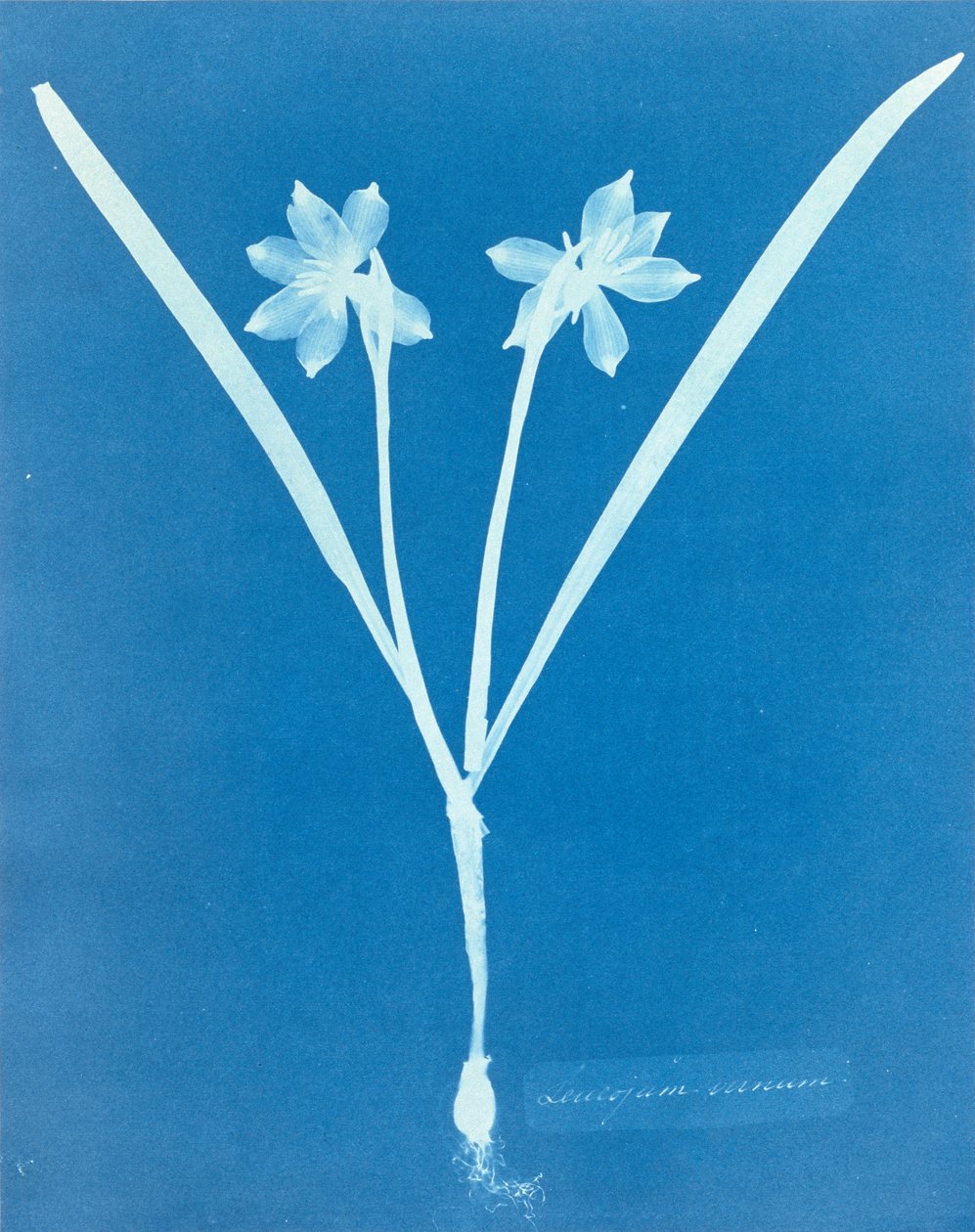 Anna Atkinsin Leucojam Varium tekijältä Anna Atkins