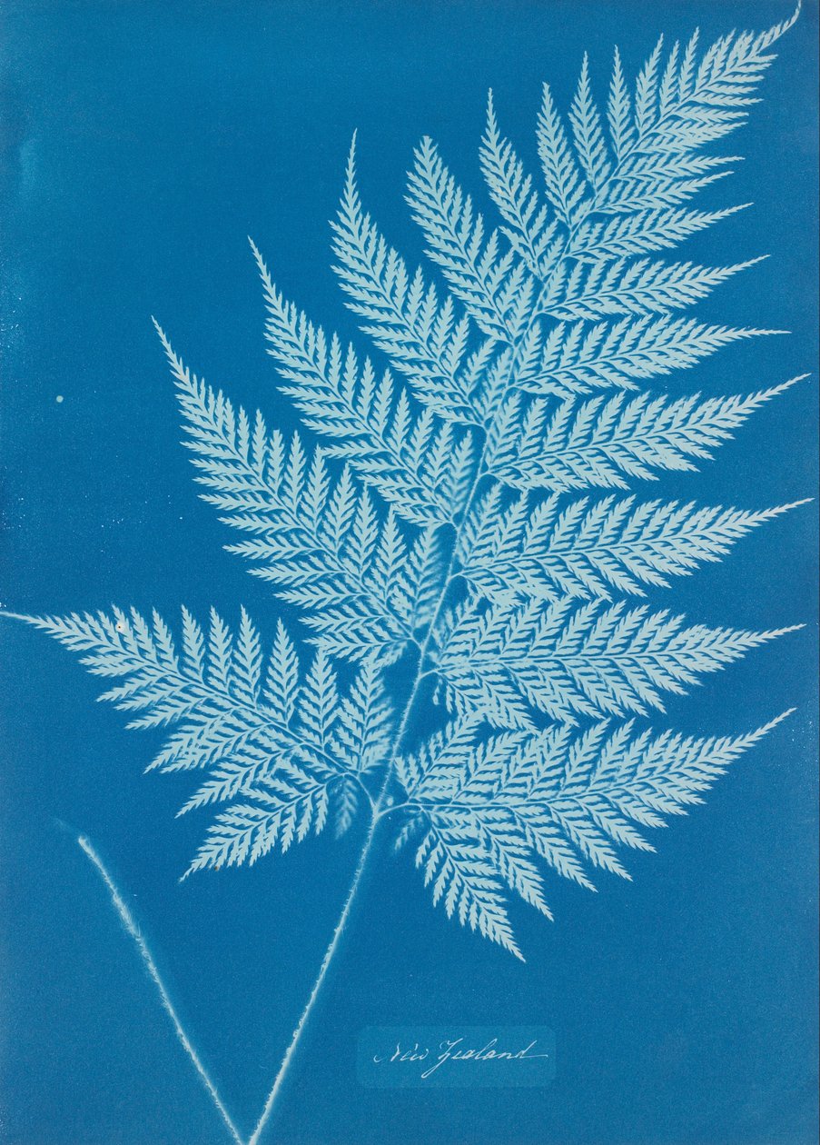 Uusi-Seelanti tekijältä Anna Atkins