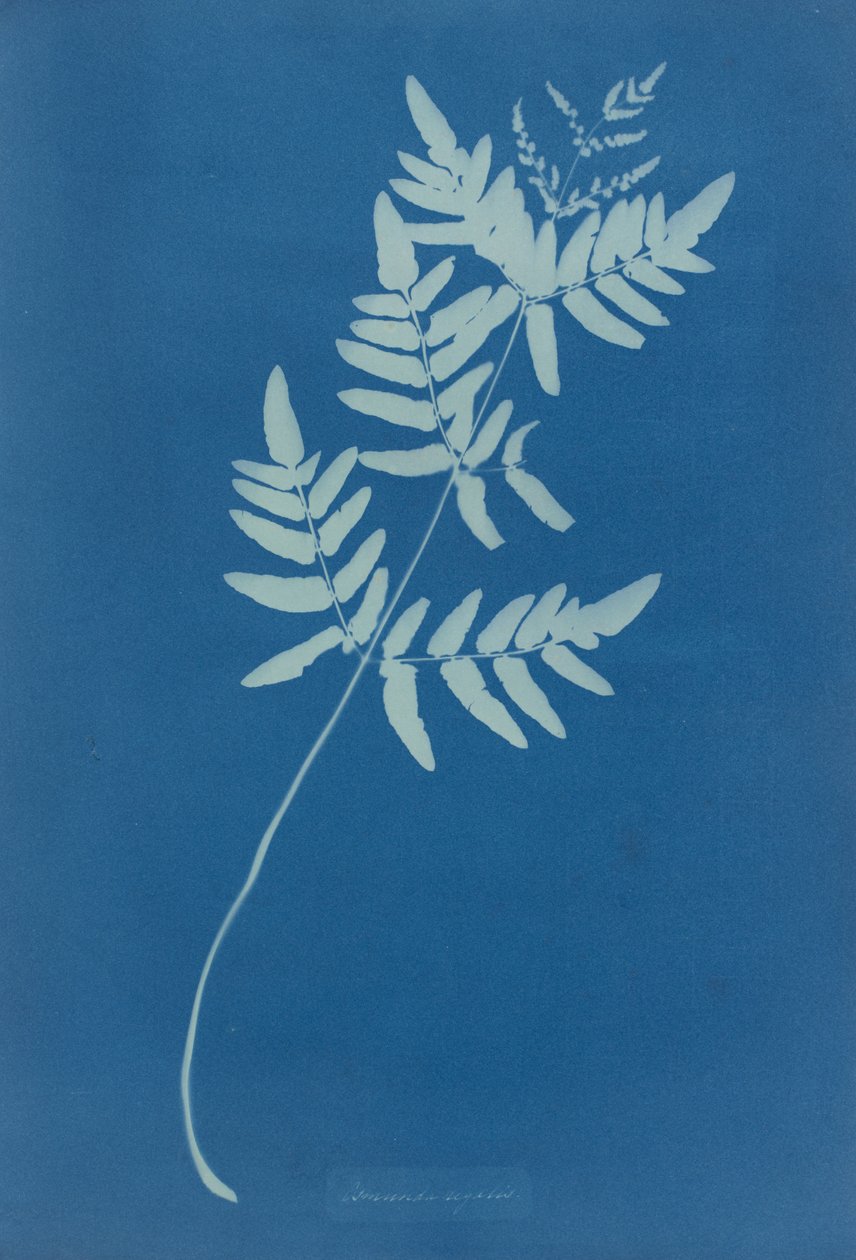 Osmunda Rigalis (Australia) tekijältä Anna Atkins