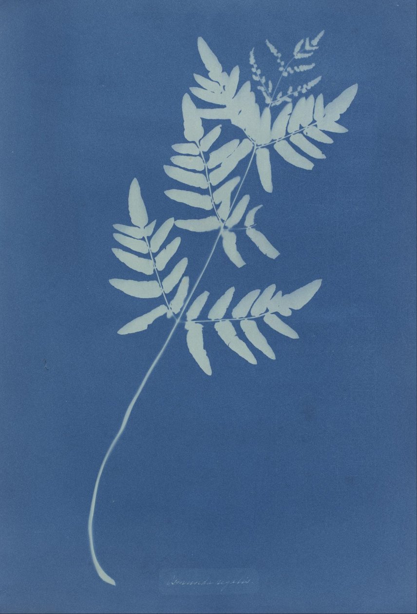 Osmunda Rigalis (Australia) tekijältä Anna Atkins