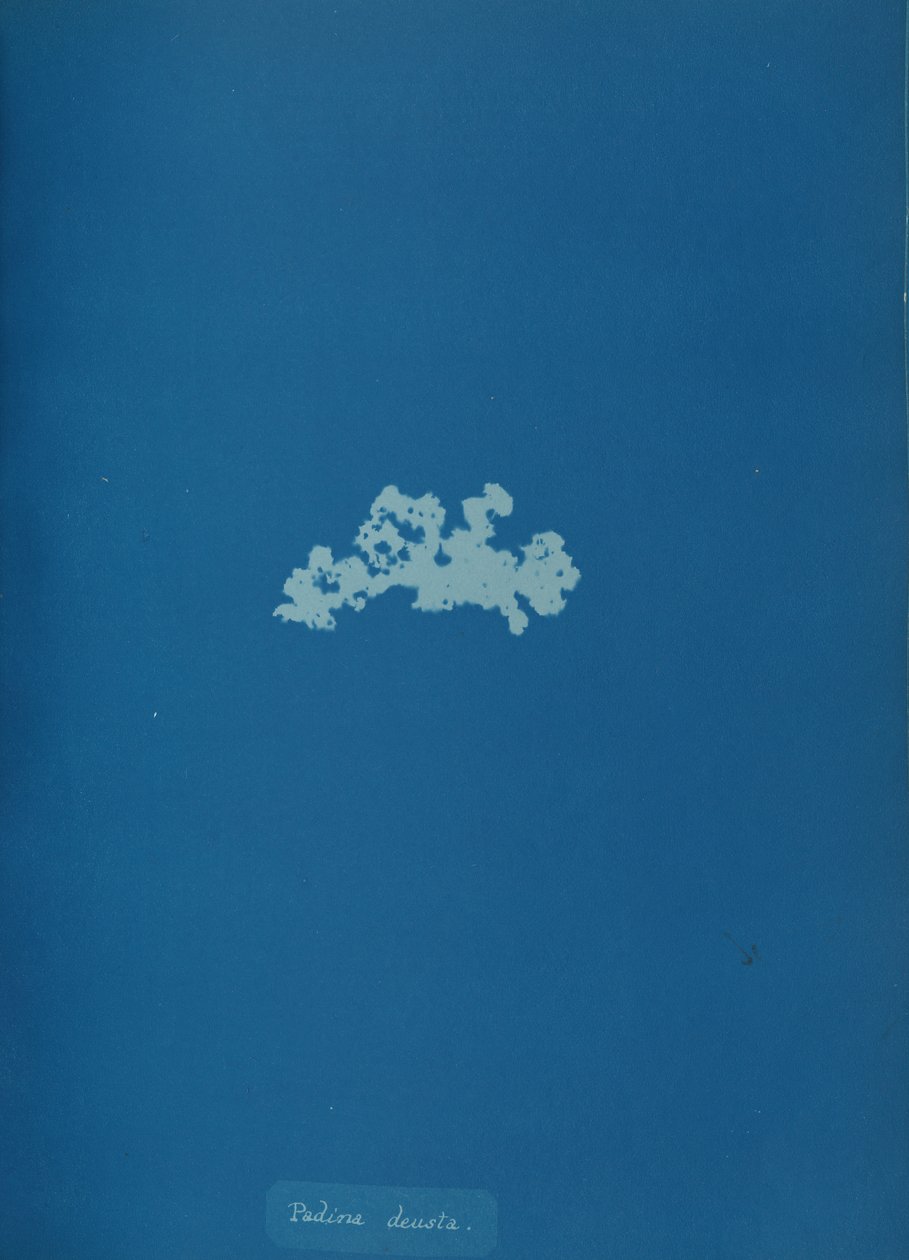 Padina deusta, n. 1853. tekijältä Anna Atkins