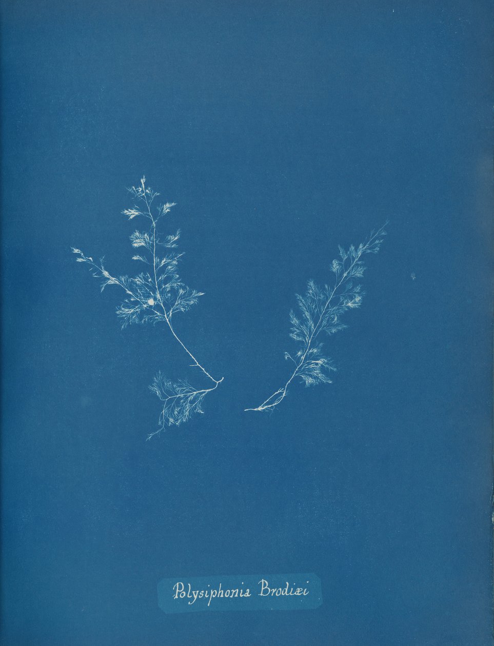 Brodien Polysiphonia, n. 1853 tekijältä Anna Atkins