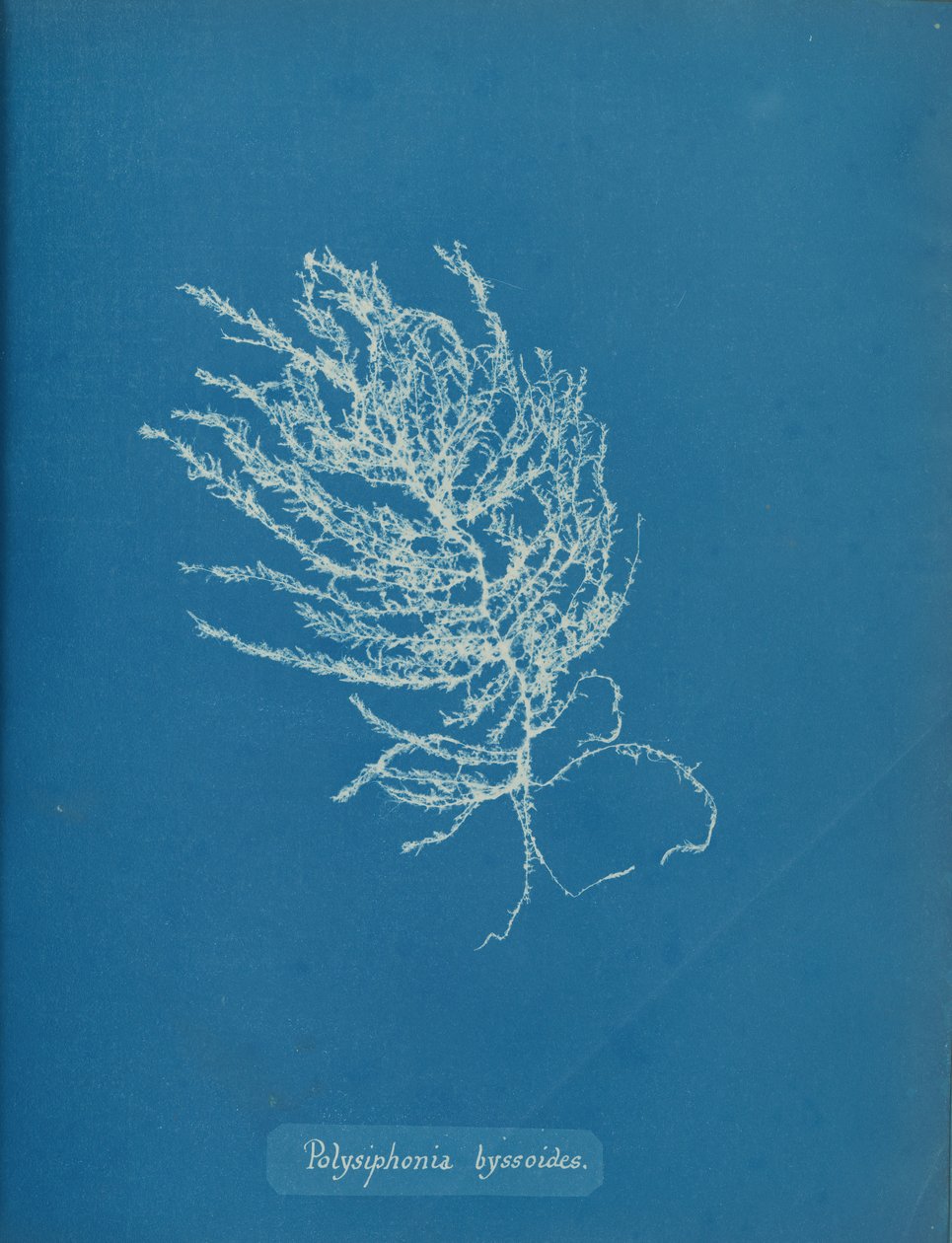 Polysiphonia byssoides, n. 1853. tekijältä Anna Atkins