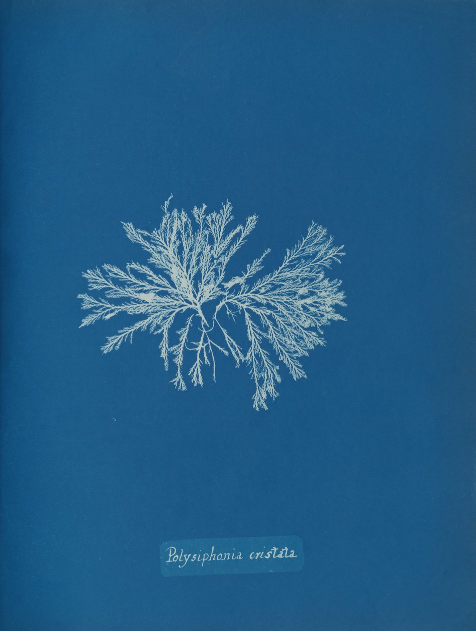 Polysiphonia cristata, n. 1853. tekijältä Anna Atkins
