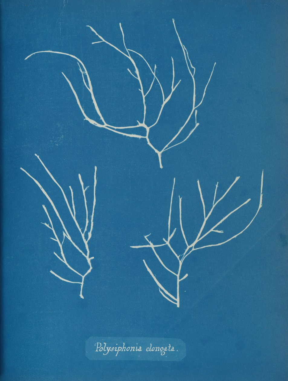 Polysiphonia elongata, n. 1853 tekijältä Anna Atkins