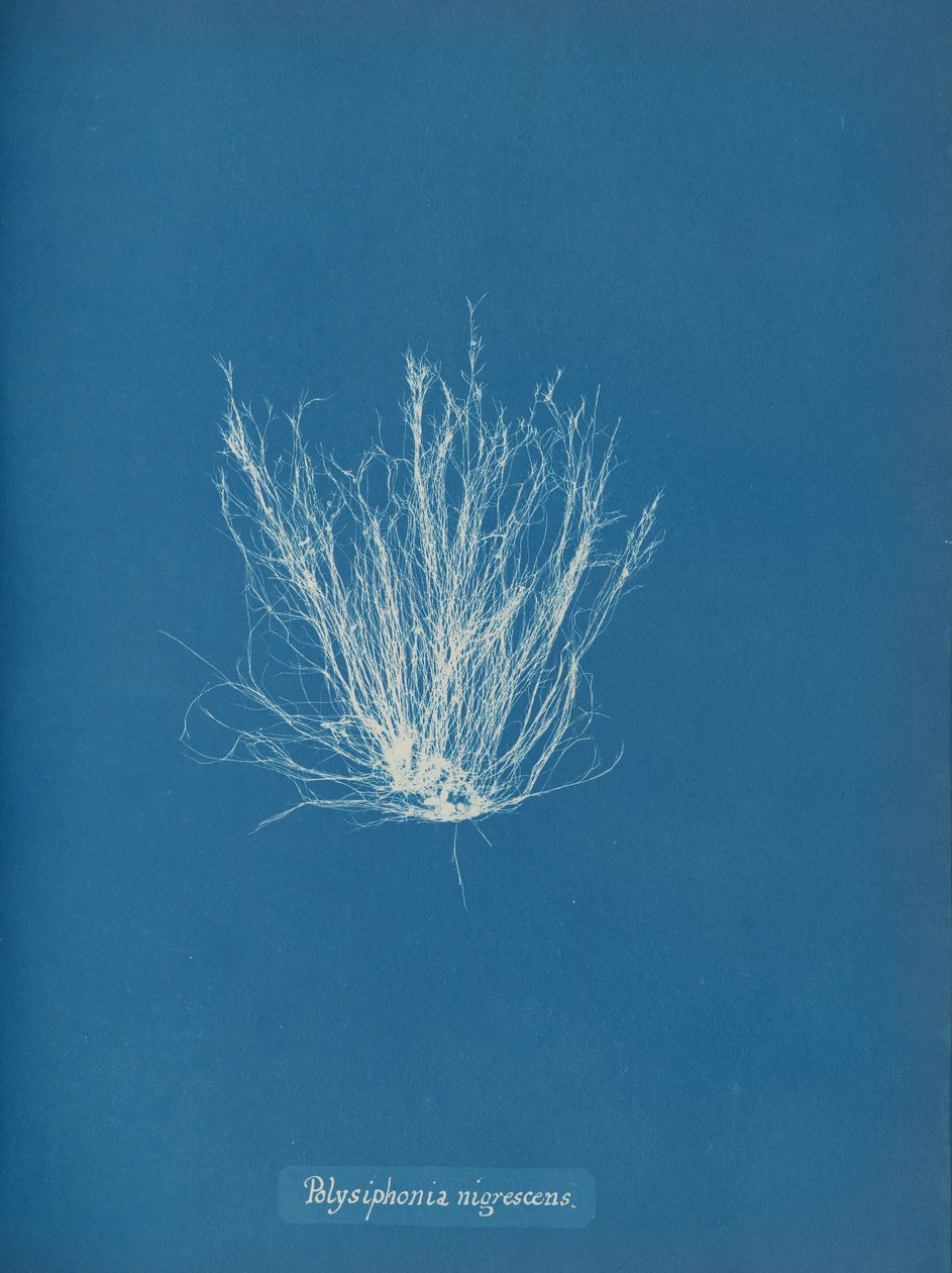 Polysiphonia nigrescens, n. 1853 tekijältä Anna Atkins