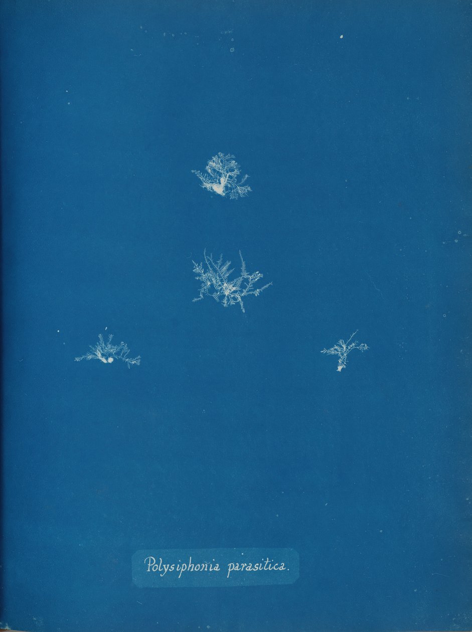 Polysiphonia parasitica, n. 1853. tekijältä Anna Atkins