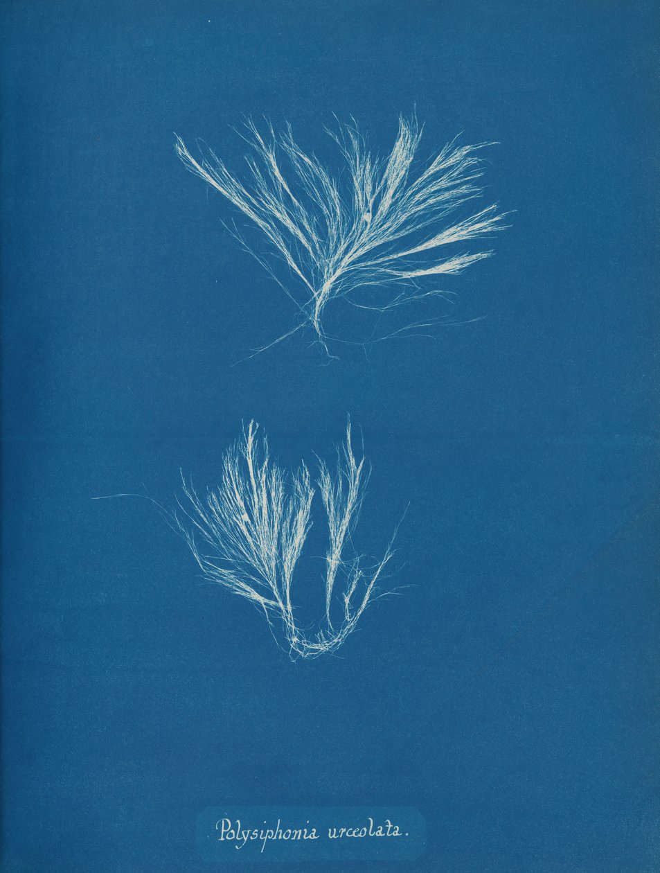 Polysiphonia urceolata, n. 1853. tekijältä Anna Atkins