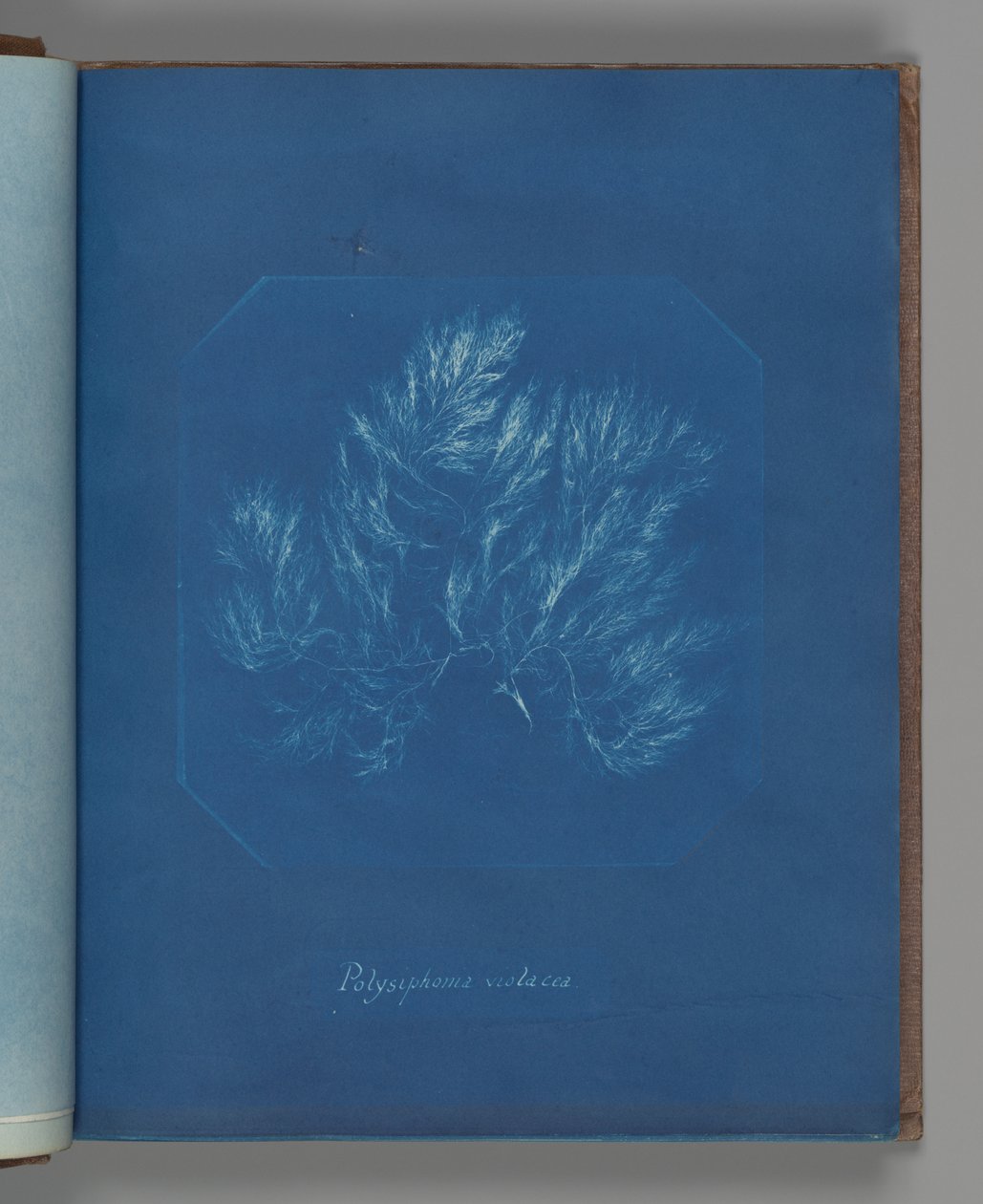 Polysiphonia violacea tekijältä Anna Atkins