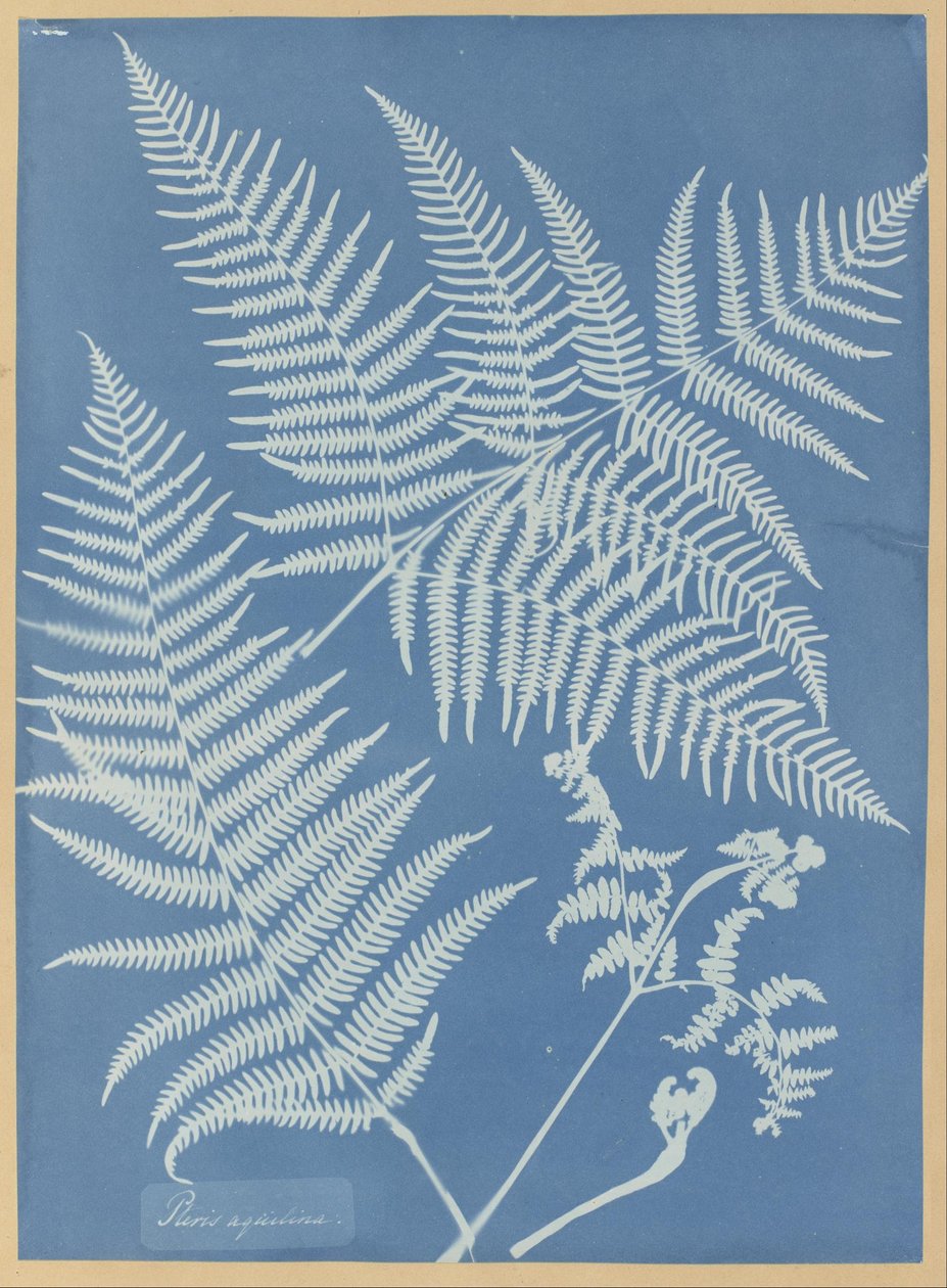 Pteris aquilina tekijältä Anna Atkins