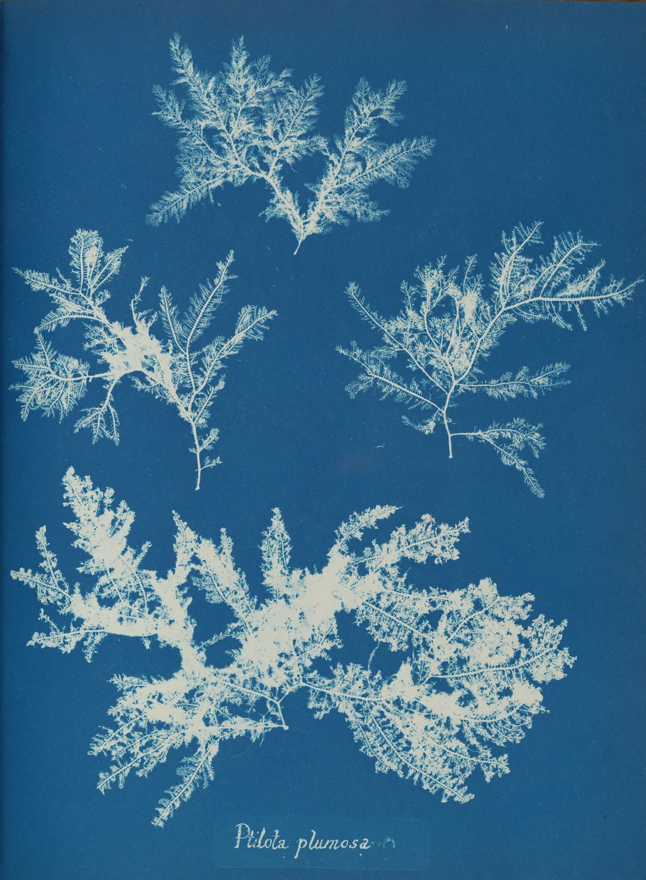 Ptilota plumosa, n. 1853. tekijältä Anna Atkins