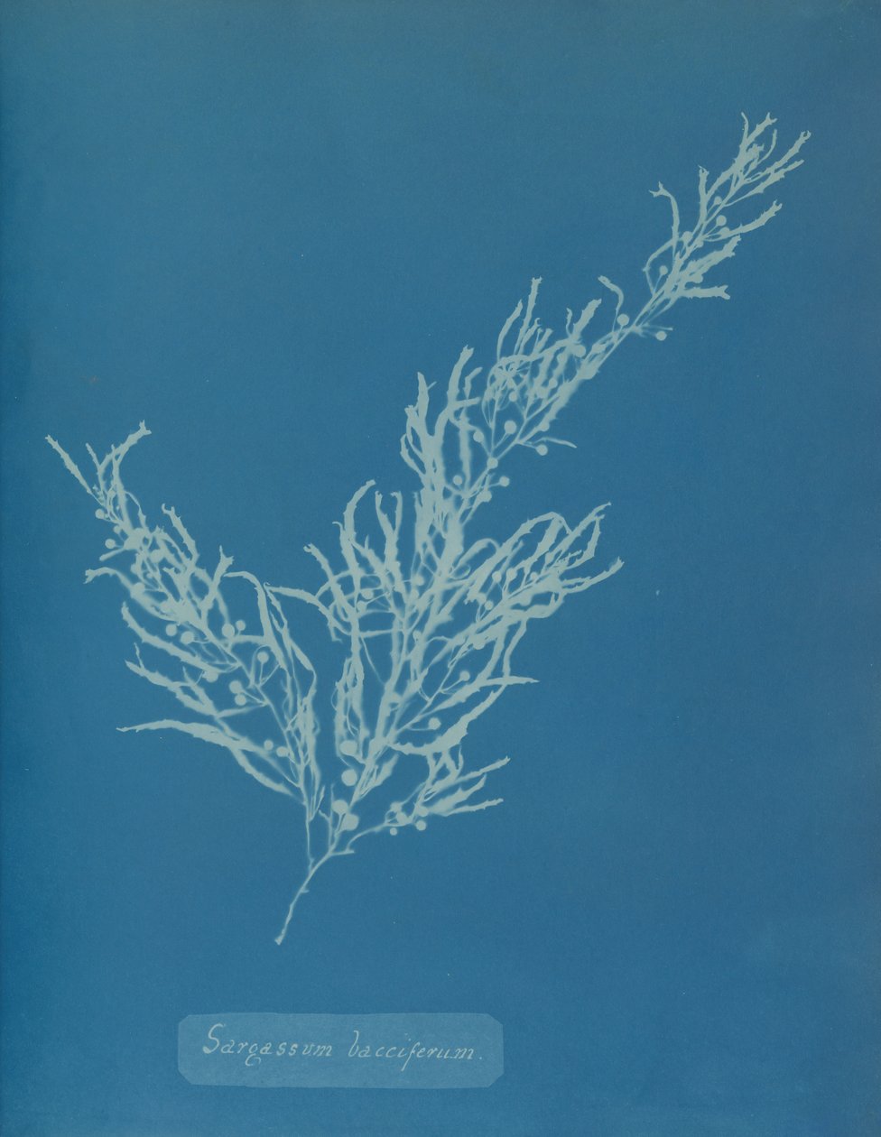 Sargassum bacciferum, n. 1853. tekijältä Anna Atkins