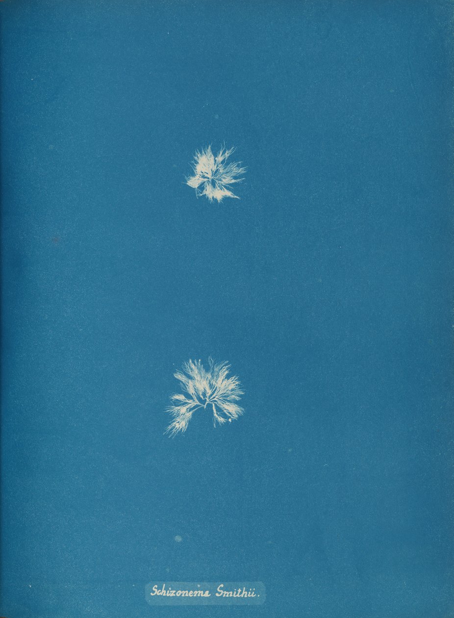 Schizonema Smithii, n. 1853. tekijältä Anna Atkins