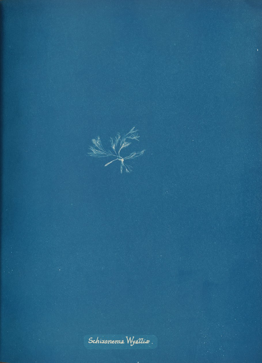 Schizonema Wyattiæ, n. 1853. tekijältä Anna Atkins
