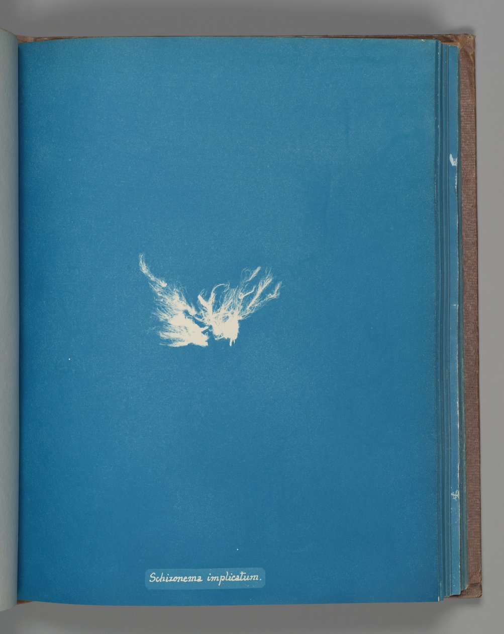 Skitsoneemakompleksi, n. 1853 tekijältä Anna Atkins