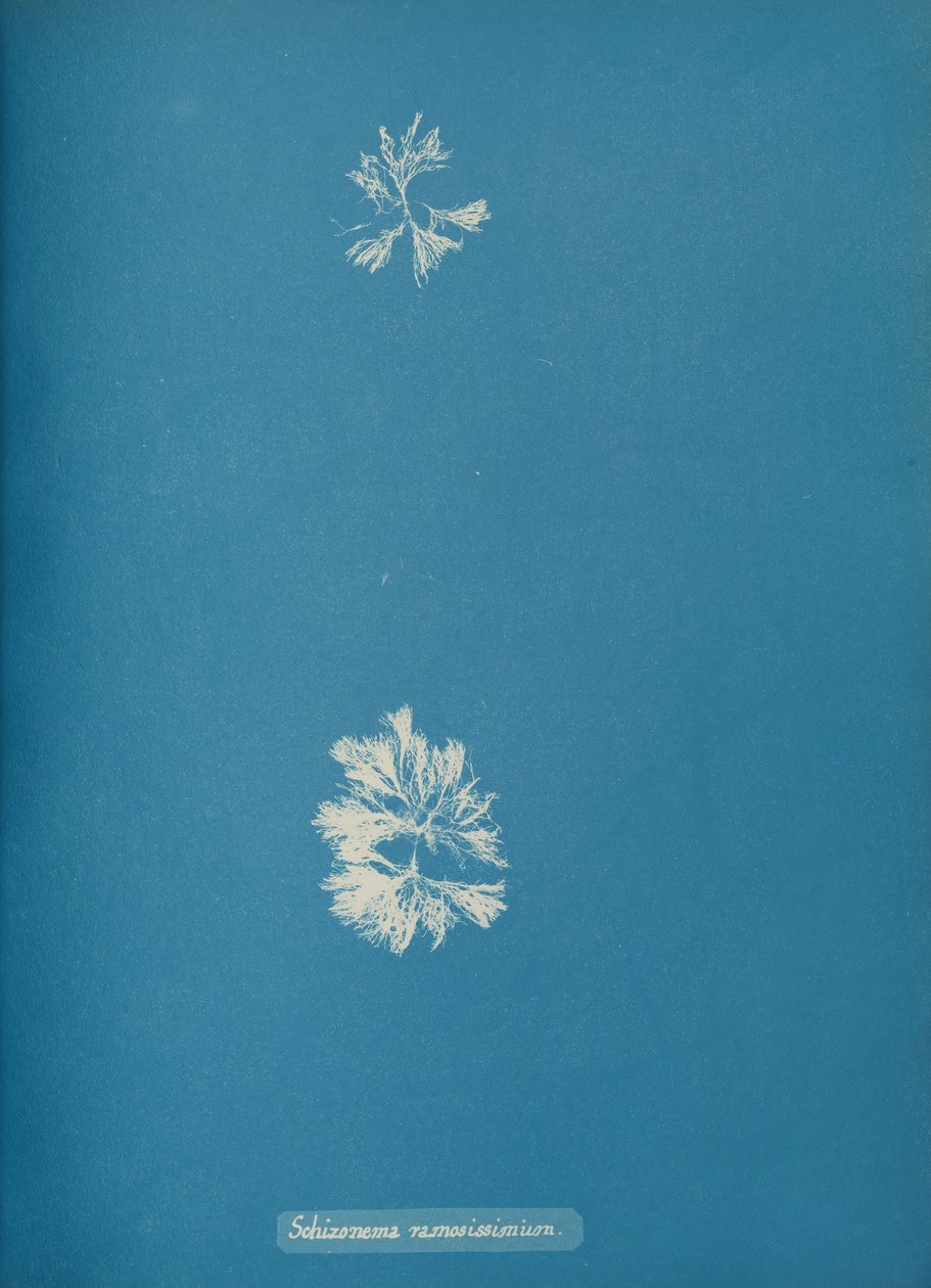 Schizonema ramosissimus, n. 1853 tekijältä Anna Atkins