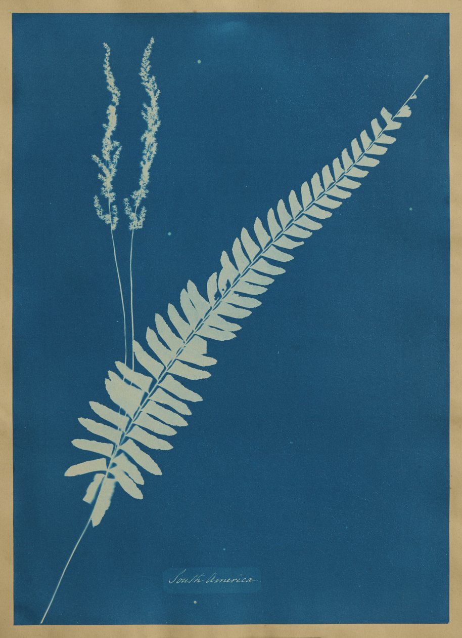 Etelä-Amerikka tekijältä Anna Atkins