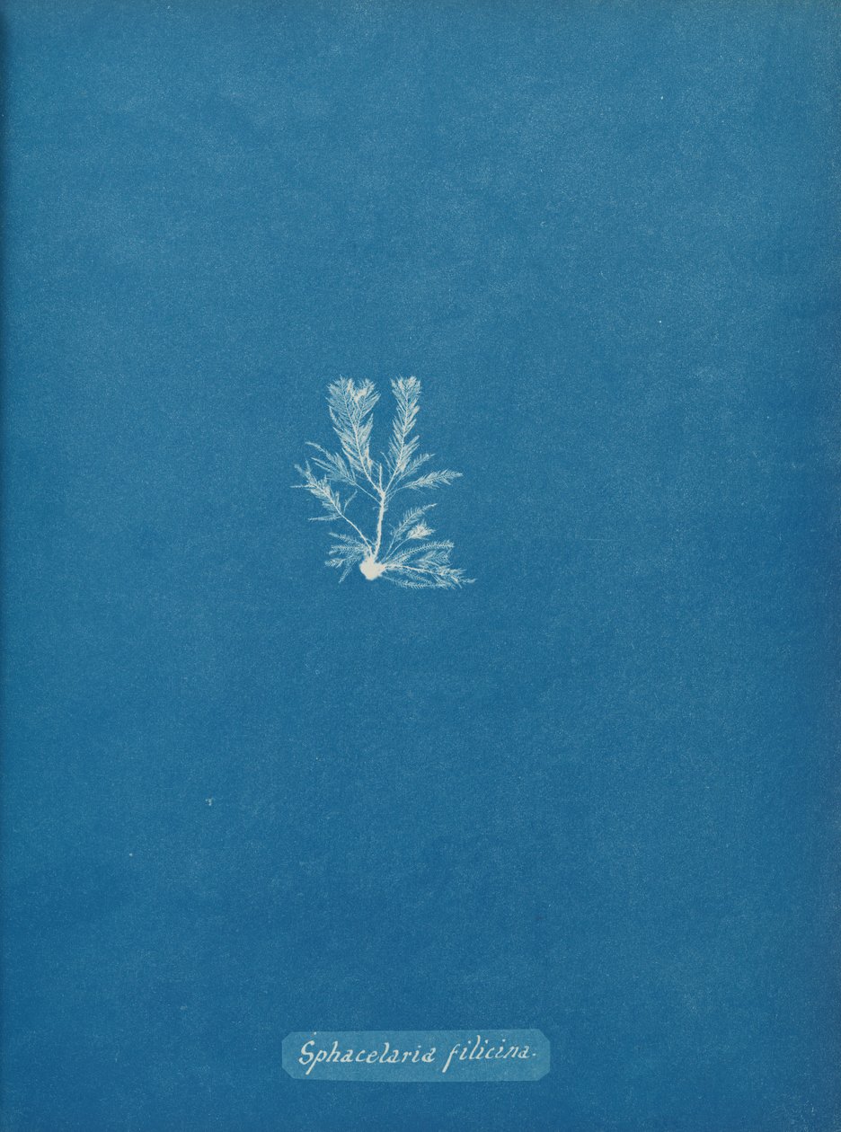 Sphacelaria filicina, n. 1853. tekijältä Anna Atkins