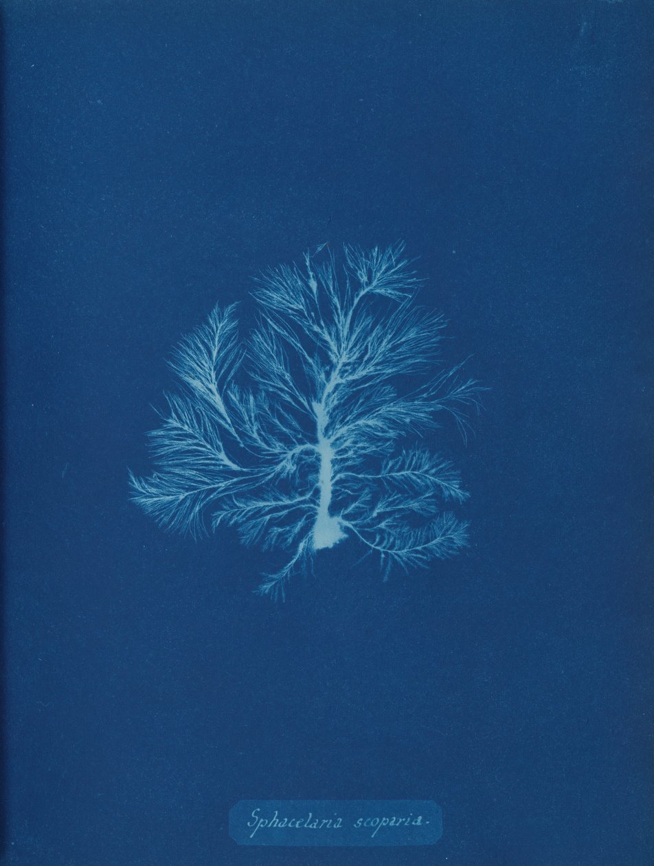 Sphacelaria scoparia, n. 1853. tekijältä Anna Atkins