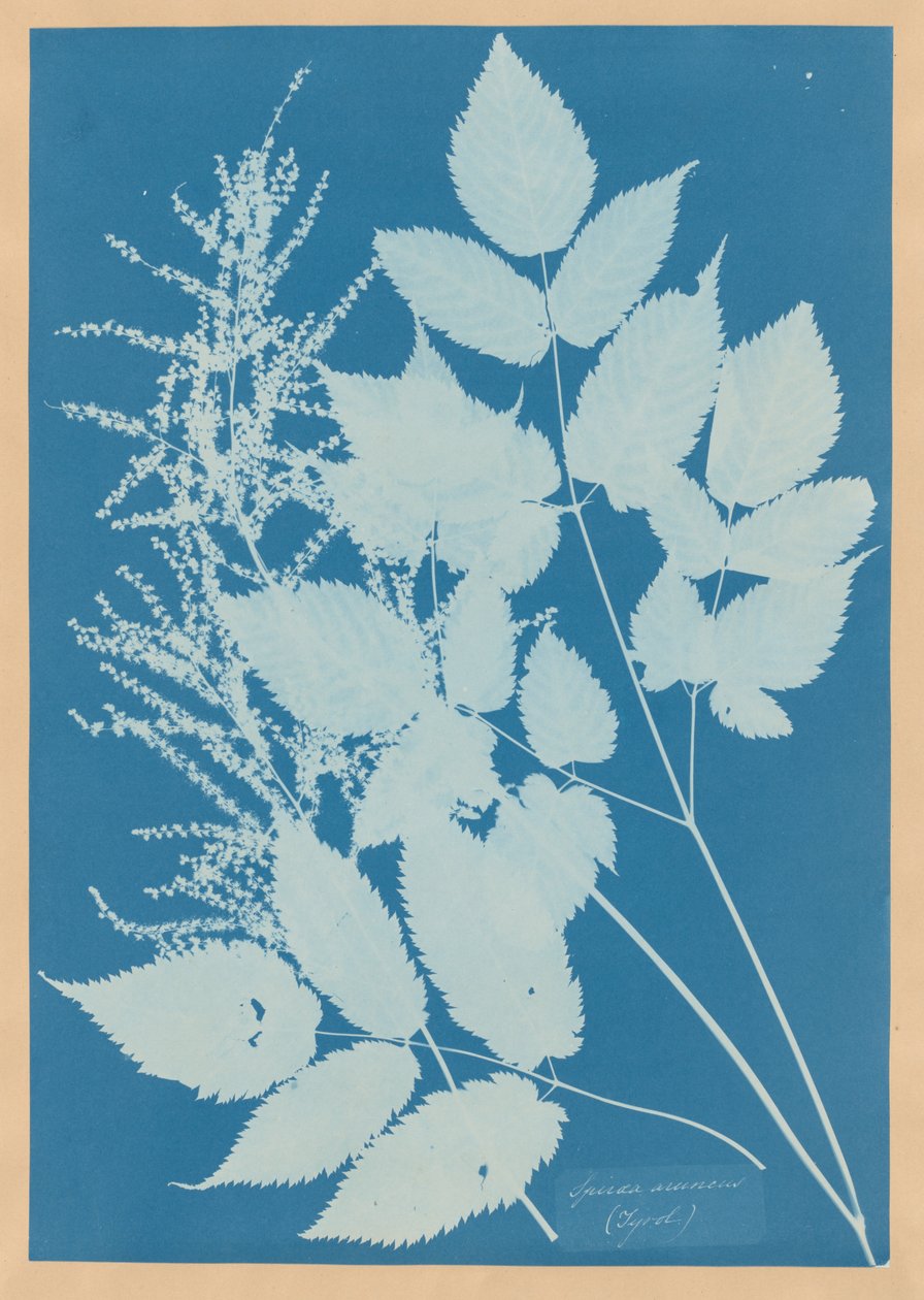 Spiraea aruncus (Tirol) tekijältä Anna Atkins