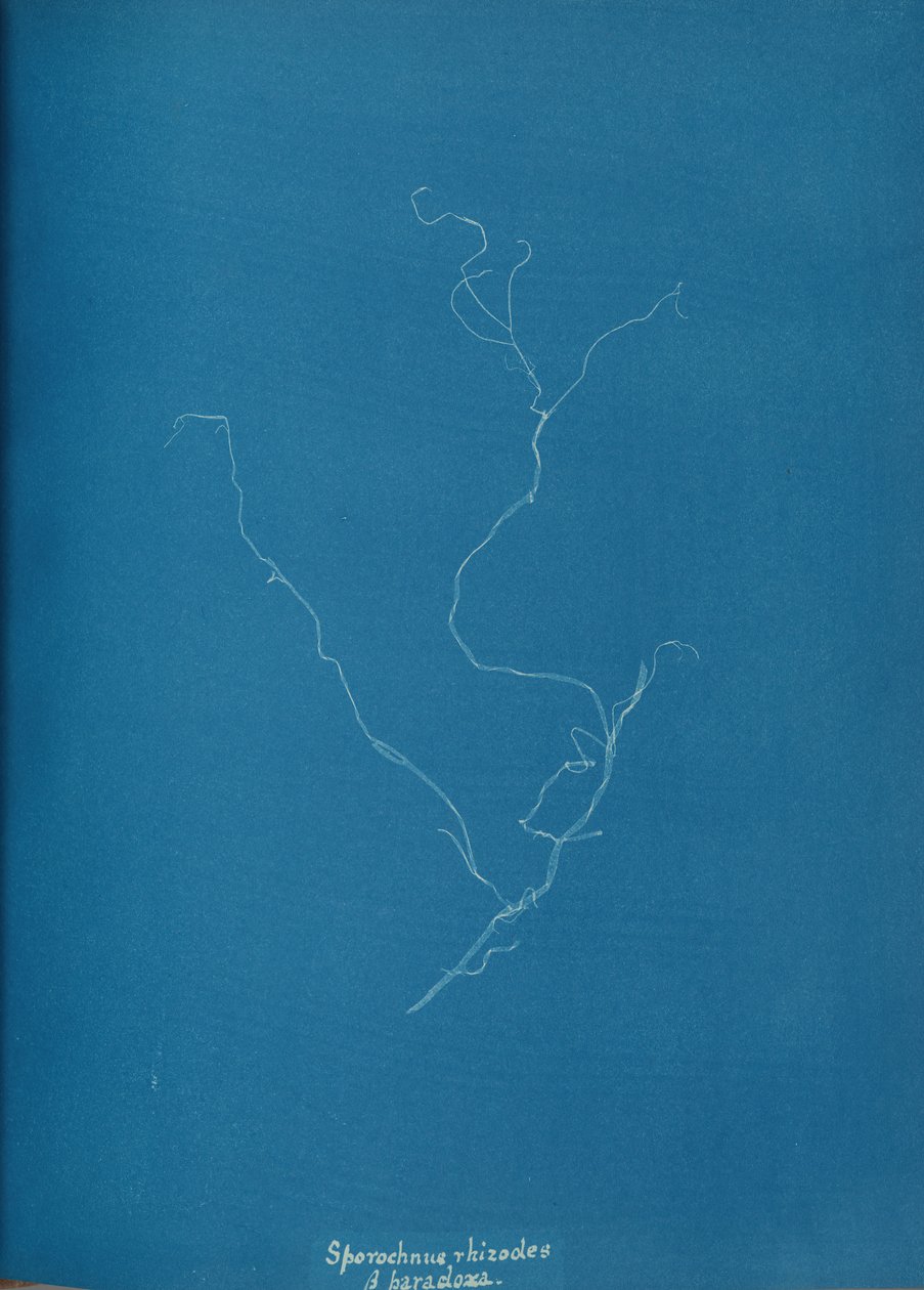 Sporochnius rhizodes ß paracloxa, ca. 1853. tekijältä Anna Atkins