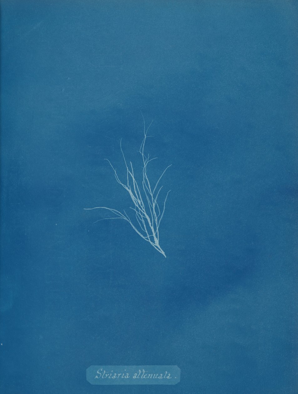 Striaria vaimennettu, n. 1853. tekijältä Anna Atkins
