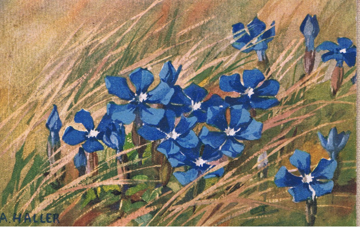 Sininen valerian, postikortti, 1940-luku tekijältä Anna Haller