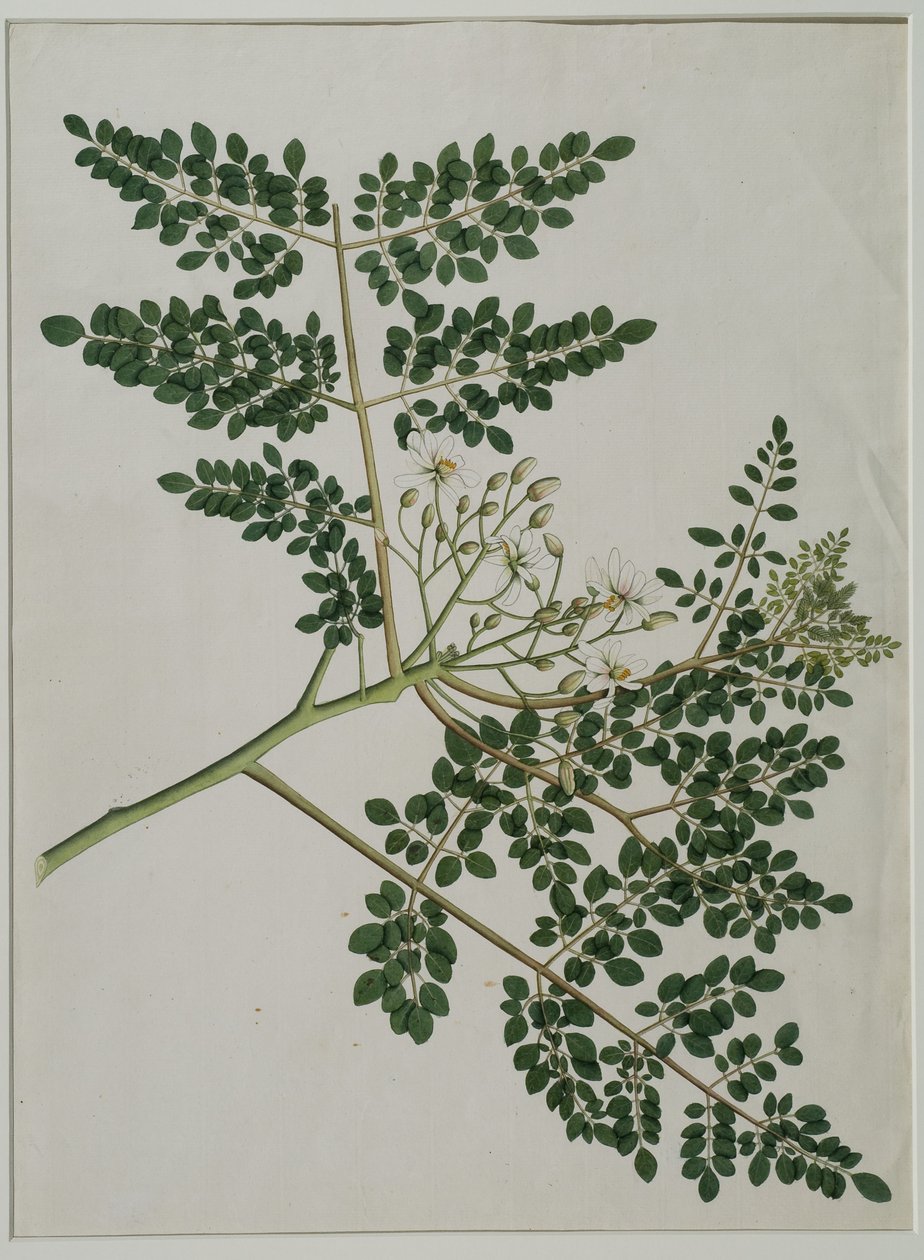Moringa oleifera, jota kutsutaan myös piparjuuripuuksi tai rumpupuuksi (akvarelli paperille) tekijältä Anna Maria Jones