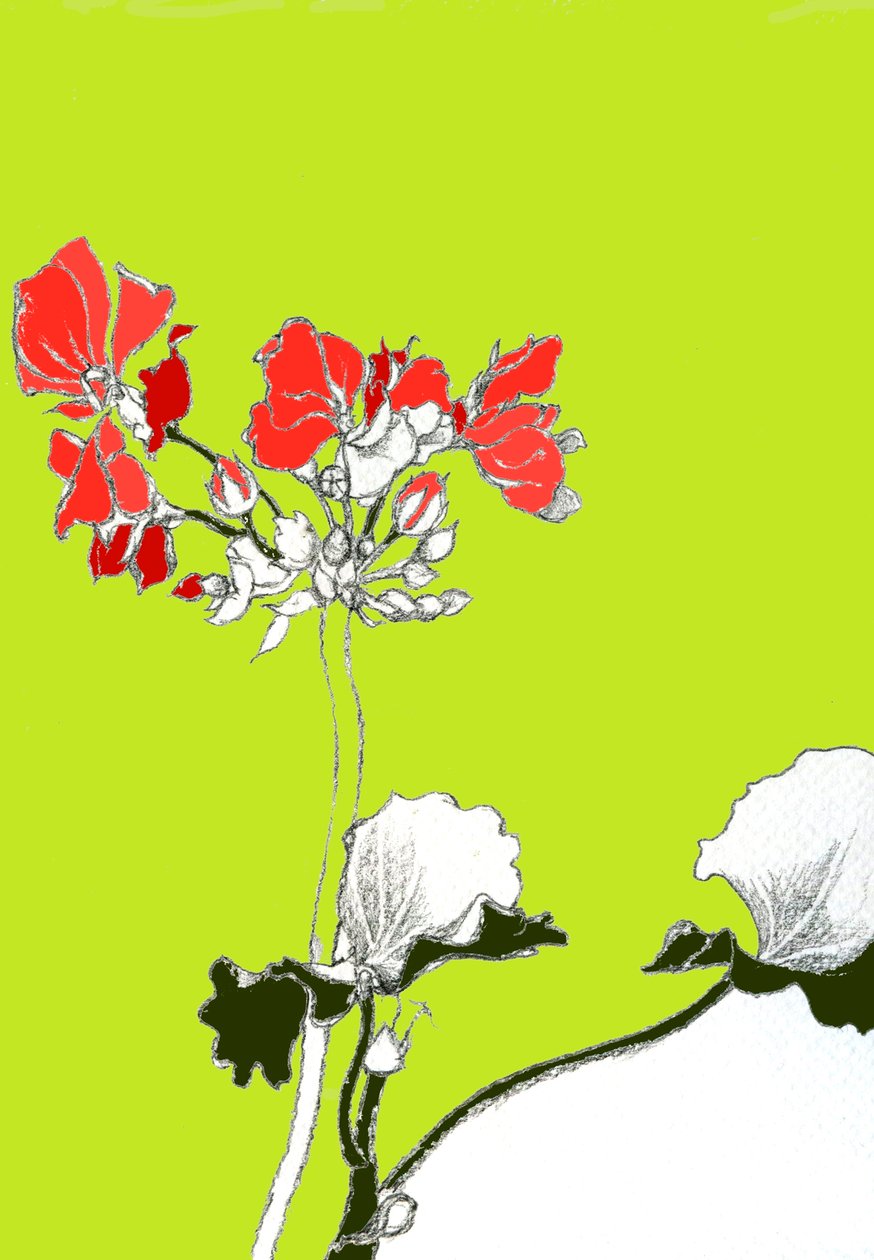 Geranium tekijältä Anna Platts