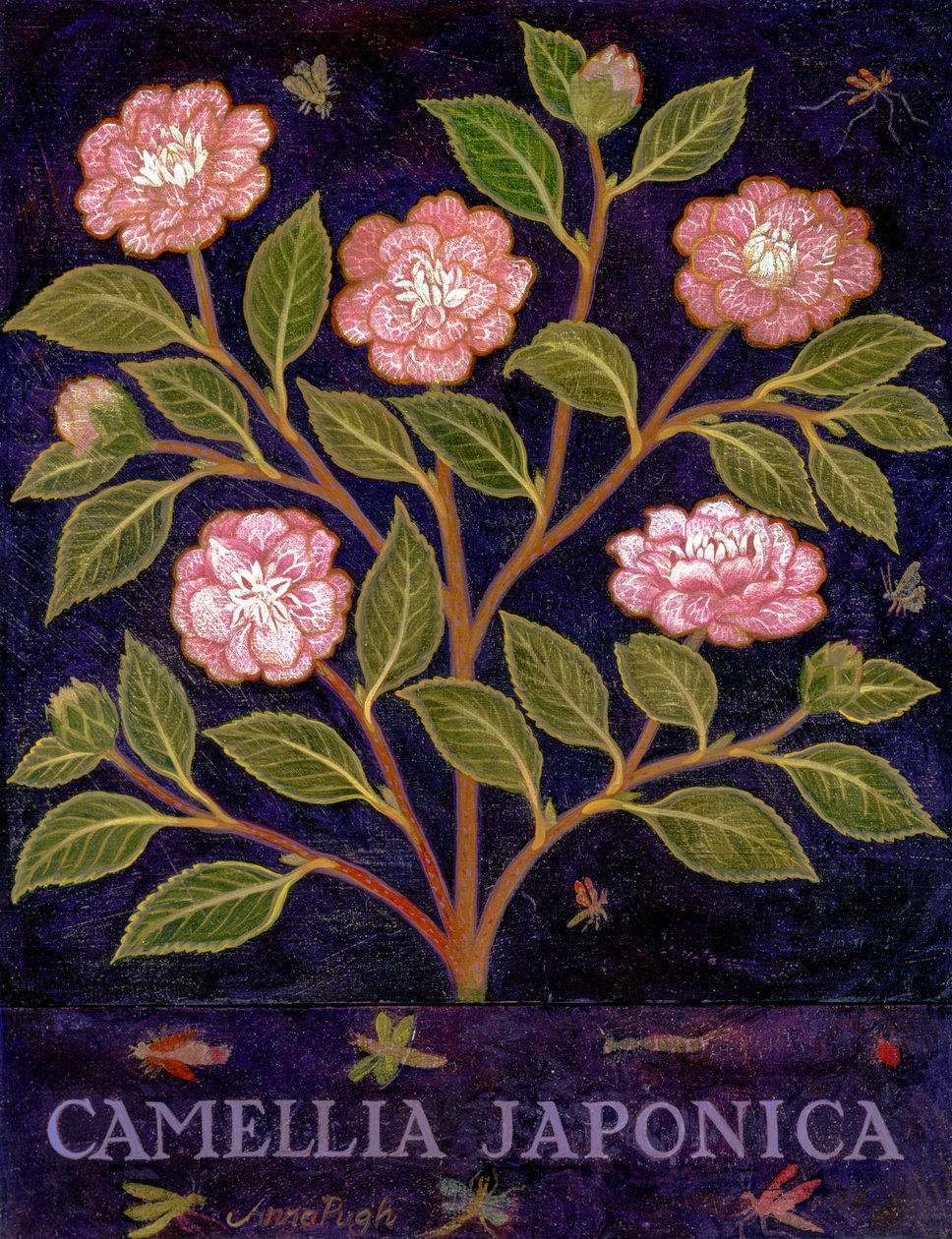 Camellia tekijältä Anna Pugh