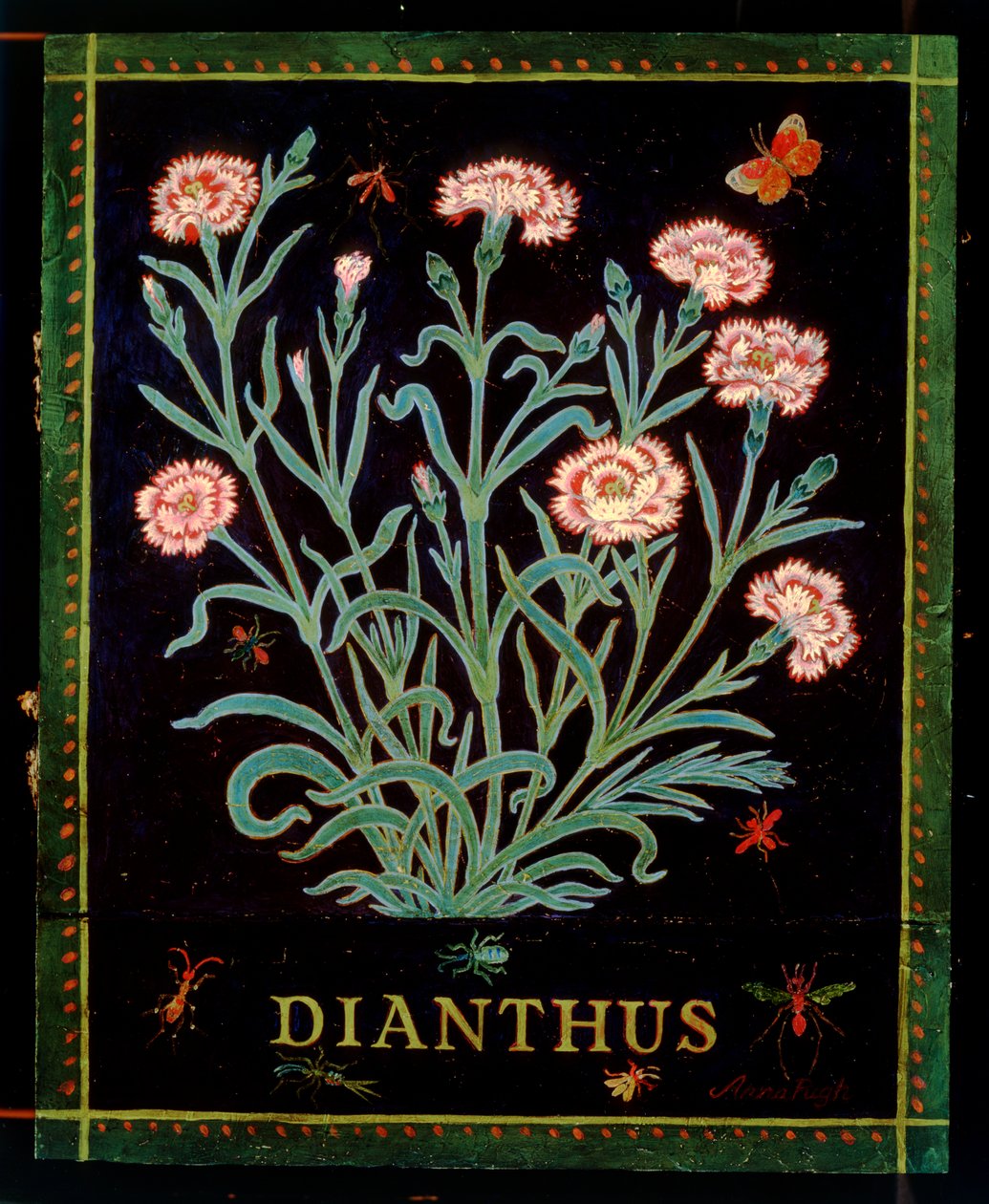 Dianthus tekijältä Anna Pugh