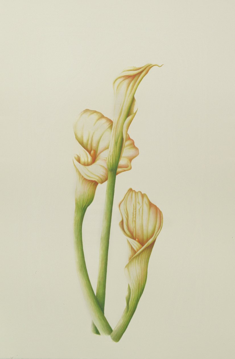 Arum Lily, 2001 (wc paperilla) tekijältä Annabel Barrett