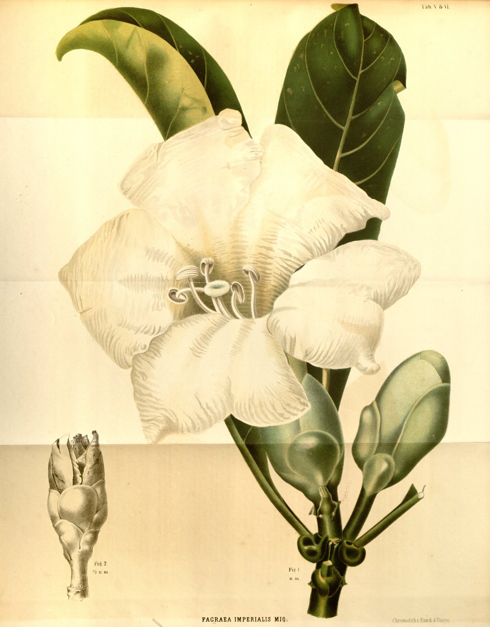 Fagraea imperialis tekijältä Annales Musei botanici lugduno batavi
