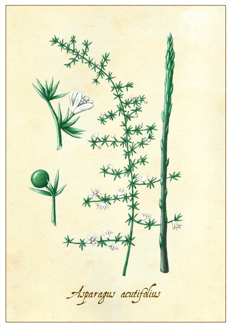 Asparagus acutifolius, 2015 (guassi) tekijältä Annalisa Morrocco