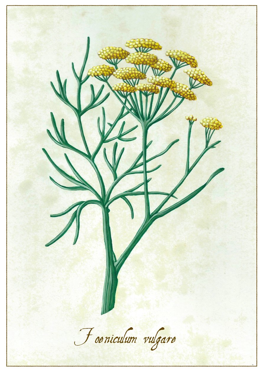 Foeniculum vulgare, 2015 (guassi) tekijältä Annalisa Morrocco
