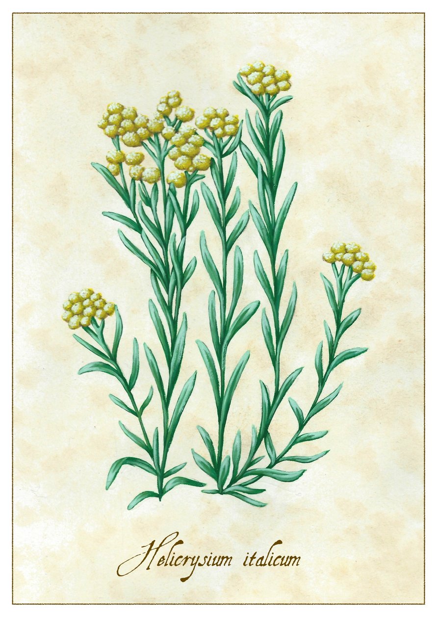 Helicrysium italicum, 2015 (guassi) tekijältä Annalisa Morrocco