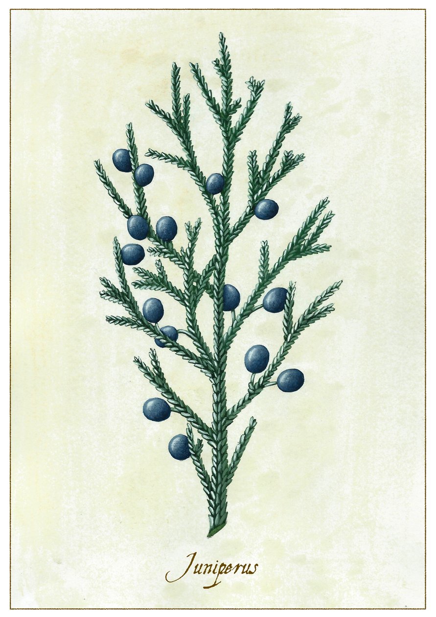 Juniperus, 2015 (guassi) tekijältä Annalisa Morrocco
