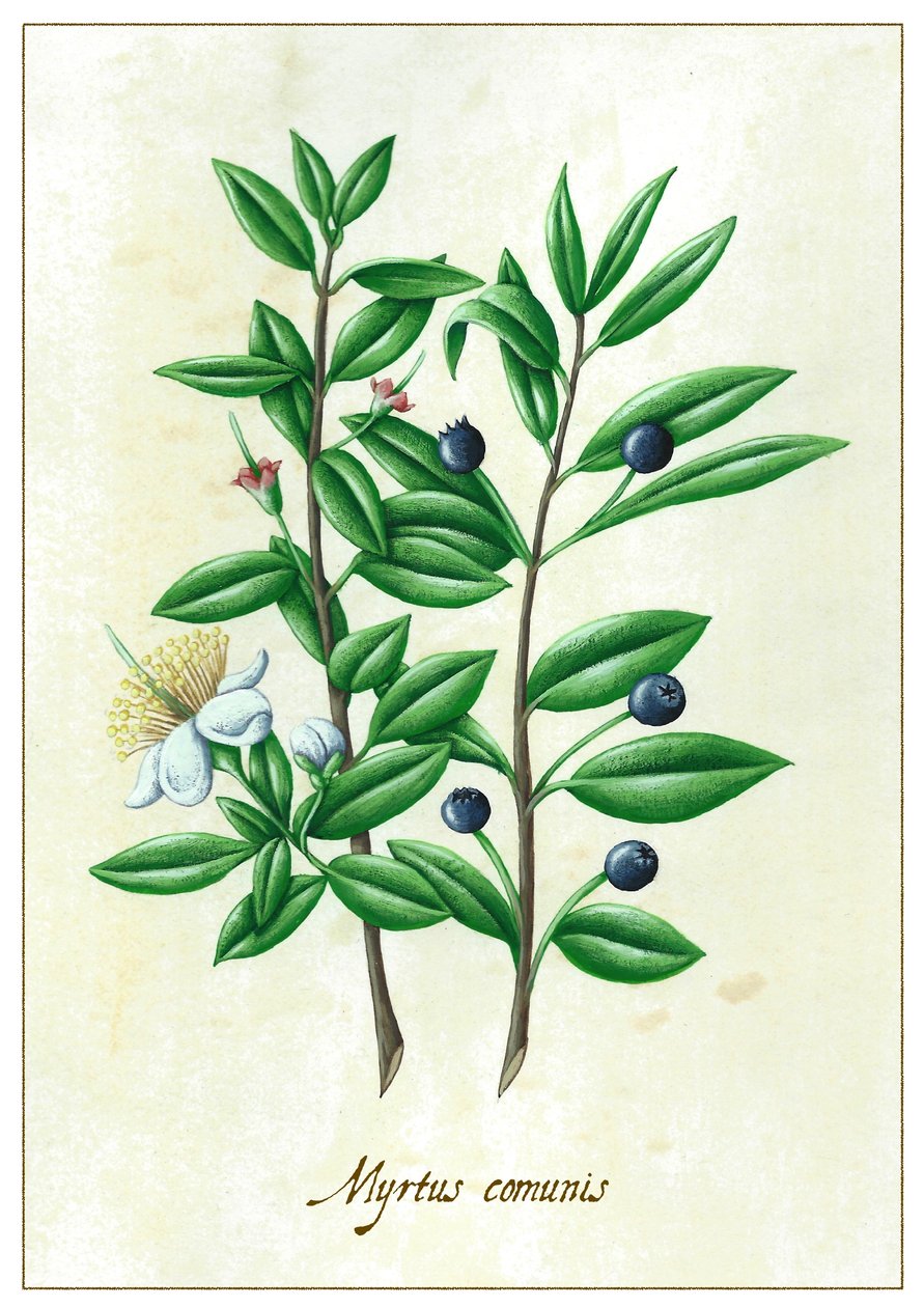Myrtus communies, 2015 (guassi) tekijältä Annalisa Morrocco