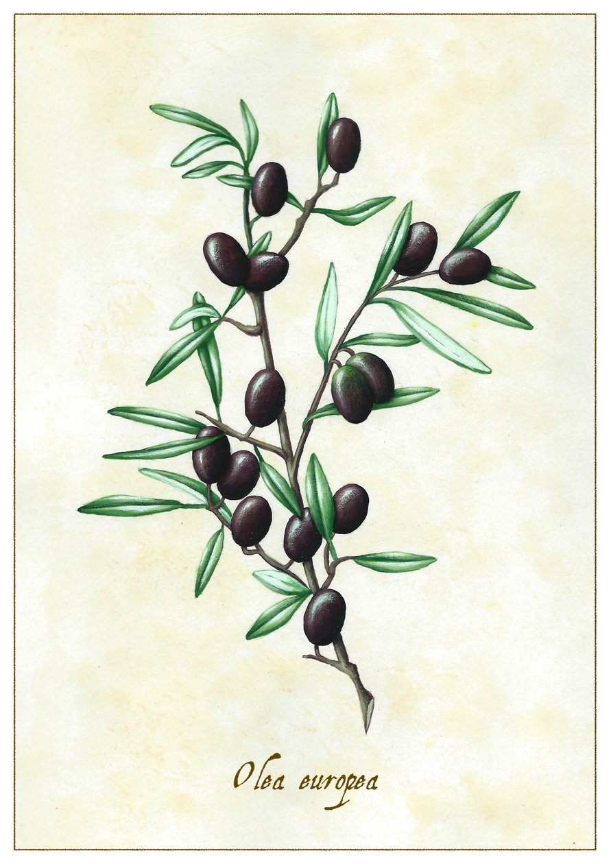 Olea europea, 2015 (guassi) tekijältä Annalisa Morrocco